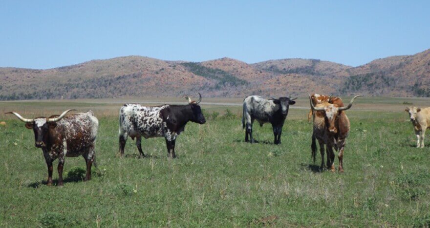 Wichita Refuge Longhorns
